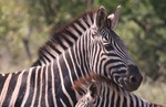 thumbnail of Best of Southern Tanzania Drive-in Safari